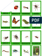 Vocabulario Insectos