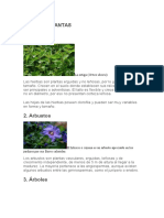 Tipos de Plantas