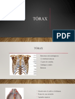 Anatomia Del Torax