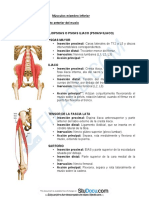 Musculos Miembro Inferior