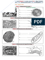 Ultrastructure P