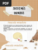 Anatomia Humana