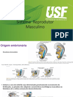 Sistema Reprodutor Masculino e Feminino - 21