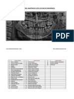 Estructuras Anatómicas Vista en Una RX Panorámica 2