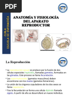 Aparato Reproductor