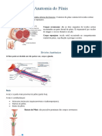 Anatomia Do Pênis