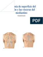 Anatomía de Superficie Del Corazón y Las Vísceras