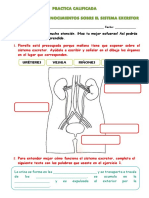 PRACTICA CALIFICADA Sistema Excretor