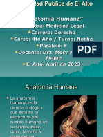 Anatomia Humana