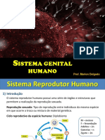 Aula - 8º Ano - Sistema Reprodutor Humano