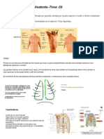 Anatomía - Torax