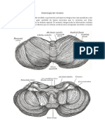 Embriología Del Cerebelo