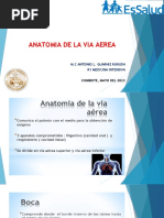 Anatomia Via Aerea