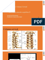 Columna Cervical