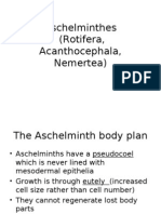 Aschelminthes