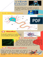 Sistema Nervioso-Infografía