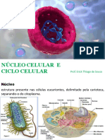 Aula 03 - Núcleo e Ciclo Celular