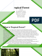 Tropical Forest