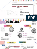 TALLER 7 - C. Cayetanensis