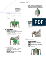 Músculos Do Tórax