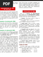 Rna Dna