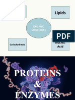 Proteins and Enzymes