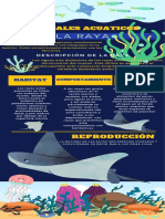 Tiburón Conservación Marina Organización Benéfica Infografía