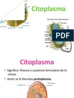 Clase #4 - Citoplasma