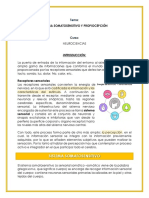 Sistema Somatosensitivo y Propiocepción