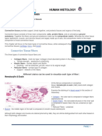 Chapter 4 Human Histology - Connective Tissues