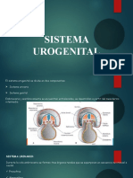 Sistema Urogenital