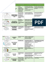 Wiac - Info PDF 52 Areas de Brodmanndocx PR