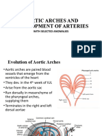 Aortic Arches and Development of Arteries