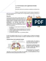 Anatomía de La Glándula Tiroides