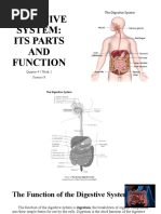 Digestive System Draft