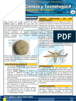 Phylum Equinodermos 4 Grado Semana 27