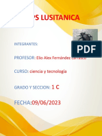 Blaps Lusitanica