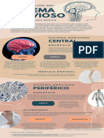 Infografia Sistema Nervioso Anatomico Azul Beige