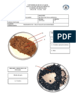 Practica 05 - Plastilinas - Dermatofitosis - Melanie Vallejo