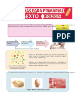 Las Proteínas para Sexto de Primaria