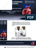 Ejemplo Del Reporte de Práctica de Diseccion Del Corazon