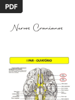 Nervos Cranianos