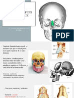 Huesos Propios de La Nariz