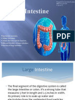 Large Intestine