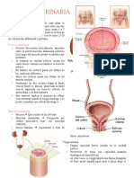 Anatomía Urinaria