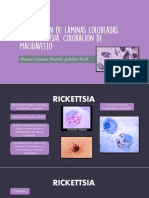 Observación de Láminas Coloreadas Con Rickettsia