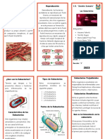 Triptico Celula Eubacteria