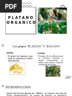 Platano Organico