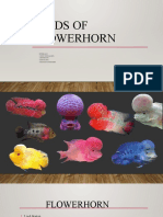 Kinds of Flowerhorn