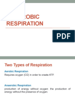 Anaerobic Respiration